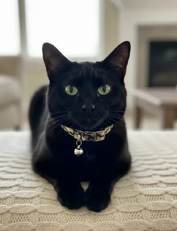 Zgarda pentru pisici maxxpro, animal print Animal print