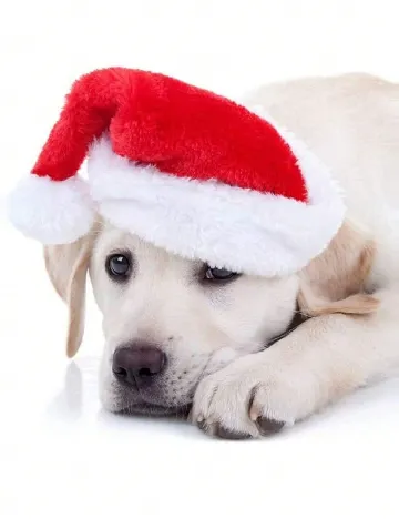 Caciula pentru Animale SHEIN, rosu