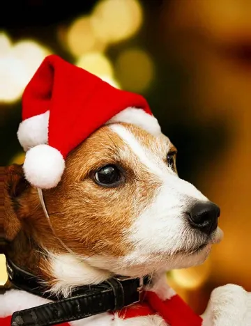 Caciula pentru Animale SHEIN, rosu