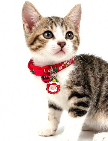 Zgarda pentru pisici SHEIN, rosu