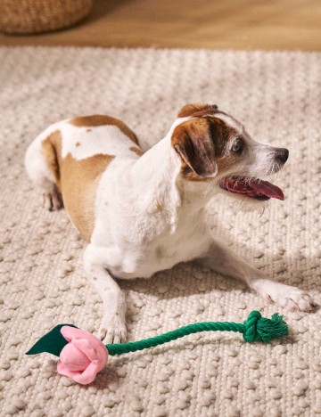 Jucarie pentru caini Sinsay, mix culori