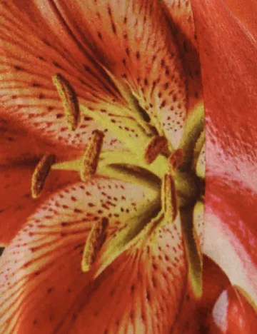 Rochie de plaja Musera, mix culori