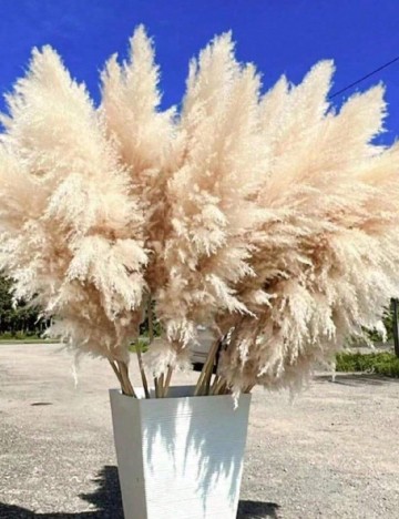 Plante decorative, 20 bucati SHEIN, crem